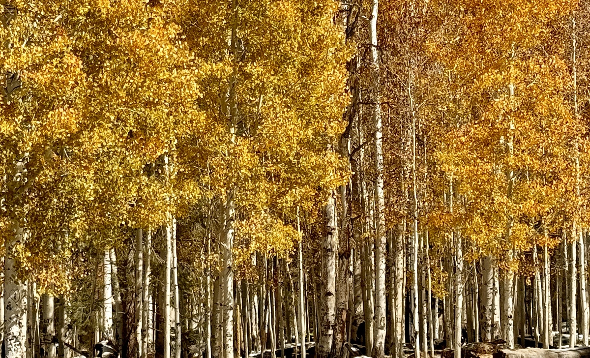 Impression de cadre personnalisé