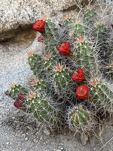Cactus Bloom -Red