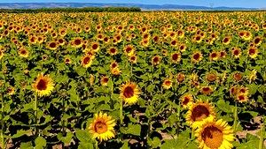 The Sunflower Sea
