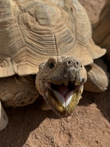 Happy Tortoise