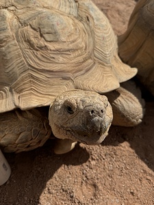 Happy Tortoise -2
