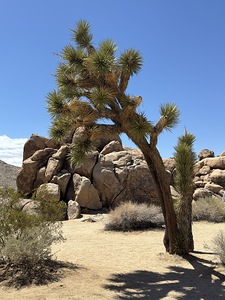 Joshua Tree -1