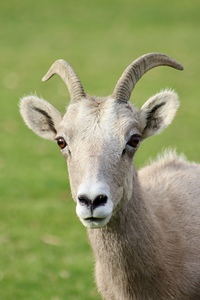 Bighorn Sheep - Heart nose ????