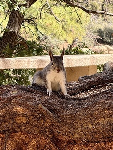 Albert’s Squirrel -2