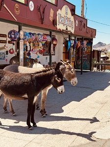 Guardians of Oatman