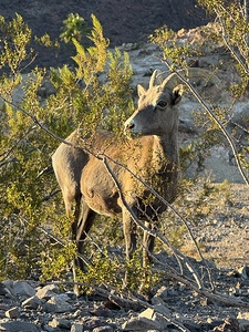 Big Horn Sheep in the golden hour