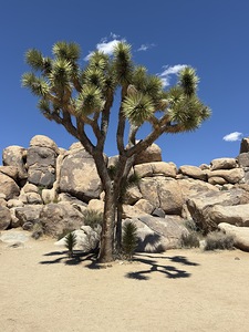 Joshua Tree -2