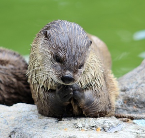 River Otter