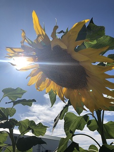 Sunflower and Sunlight