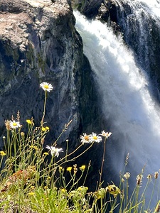 Snoqualmie falls through the Daiseys