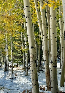 Aspens in Flagstaff -2