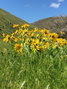 Balsam Root Wildflowers