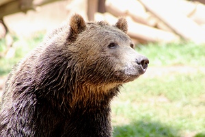 Brown Bear -2