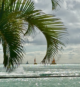Oahu through the Palms