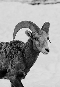 Big Horn Sheep B & W
