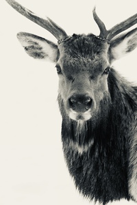 Elk in Black and White 