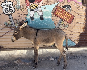Baby “Ranger” - Oatman Arizona