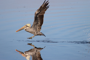 Baja Brown Pelicans - 2