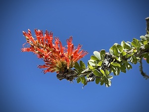 Ocotillo Bloom