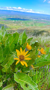 Balsam Root featuring the Kittitas Valley backround