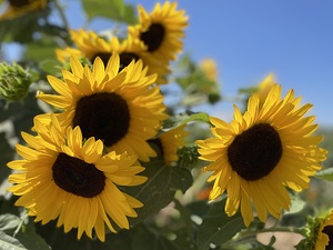 Happy Sunflowers