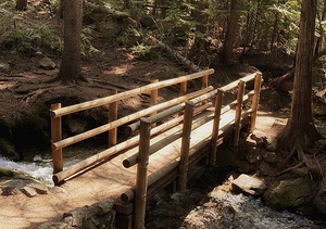 Forest Bridge