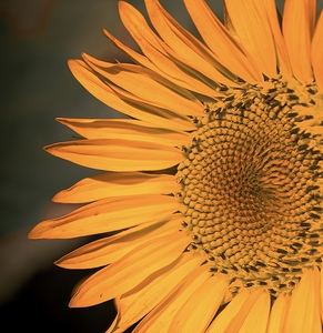 Close up Sunflower