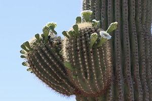 Saguaro blooms x 2