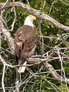 Bald Eagle in tree
