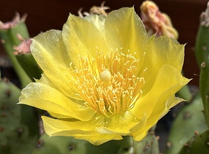 Prickly Pear Bloom -1