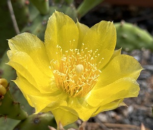 Prickly Pear Bloom -2