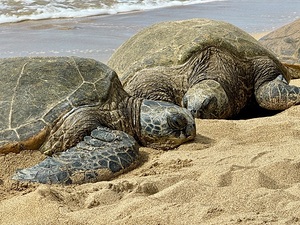 Turtle Couple