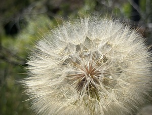 Dandelion Head