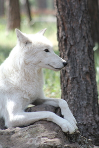 White Wolf