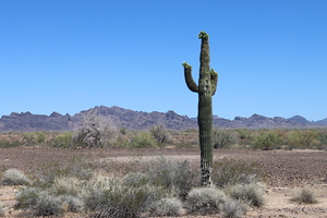 Saguaro desert scene