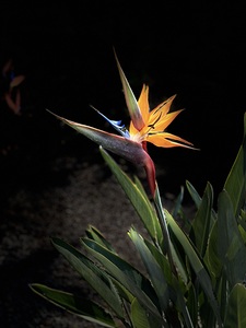 Bird of Paradise