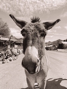 Oatman Donkey - Sepia tone