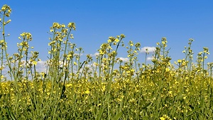 Canola Flowers
