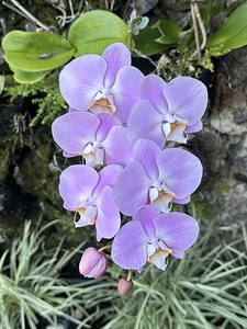 Orchid