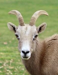 Bighorn Sheep - Nevada 2