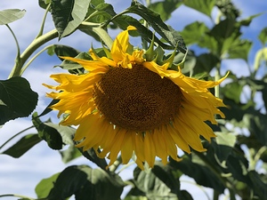 Sunflower Love -2