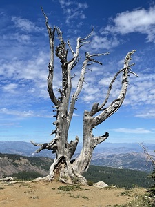 Tree overlooking Wenatchee