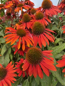 Coneflower