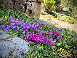 Spring flowers in Ohme Gardens