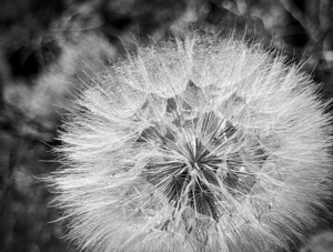 Dandelion