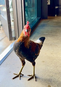 Hello can I help you 