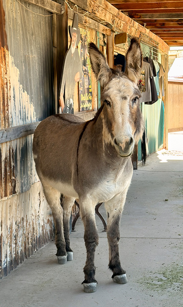 Oliver with “winter chops” by Leslie Affeldt Photography
