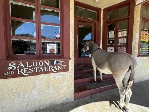 Lunchtime in Oatman by Leslie Affeldt Photography