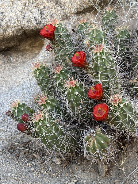 Cactus Bloom -Red by Leslie Affeldt Photography
