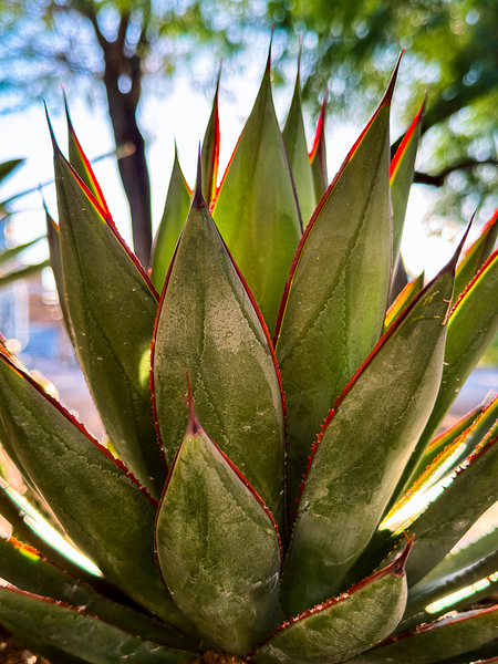Agave by Leslie Affeldt Photography